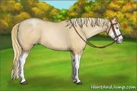 Horse Color:Red Dun Pearl Splash 
