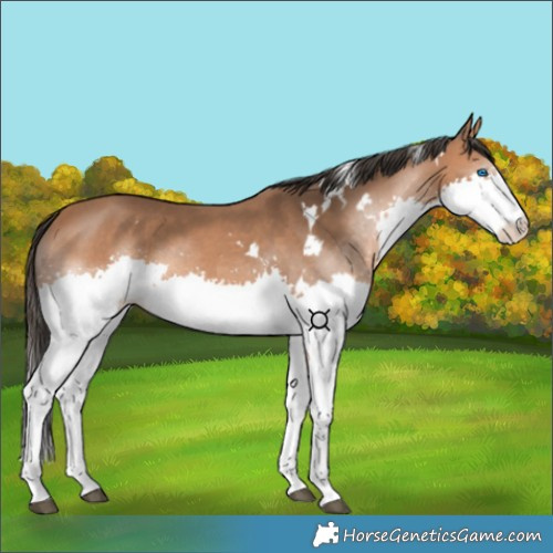 Horse Color:White Spotted Bay Splash 