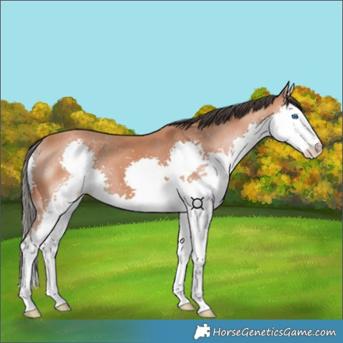 Horse Color:Bay Splash 