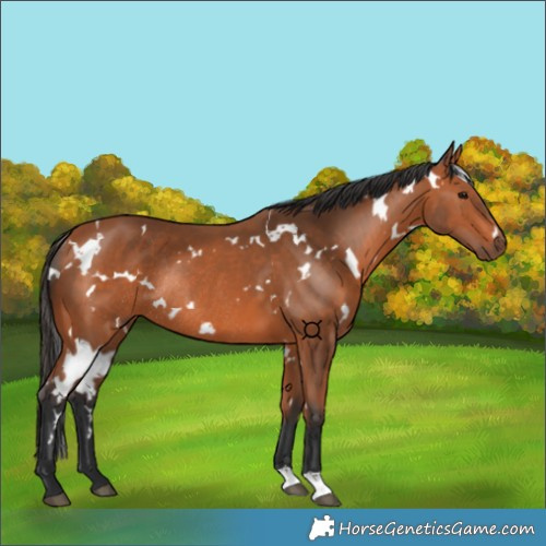 Horse Color:White Spotted Bay Rabicano 
