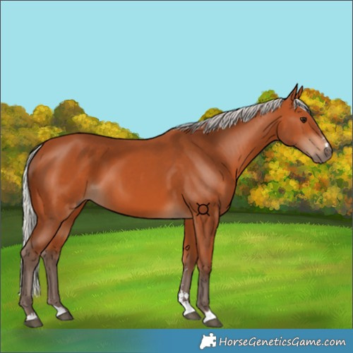 Horse Color:Silver Bay 