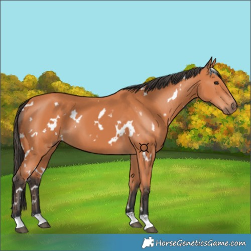Horse Color:White Spotted Bay 