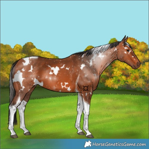 Horse Color:White Spotted Bay Tobiano 