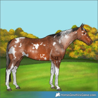 Horse Color:White Spotted Bay Tobiano