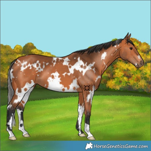 Horse Color:White Spotted Bay 