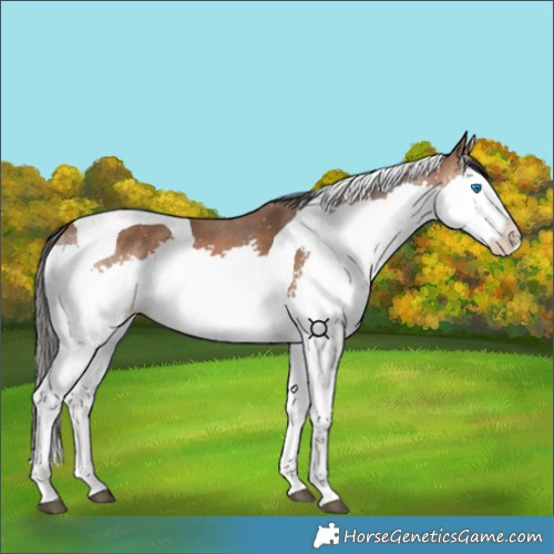Horse Color:Bay Splash Tobiano 