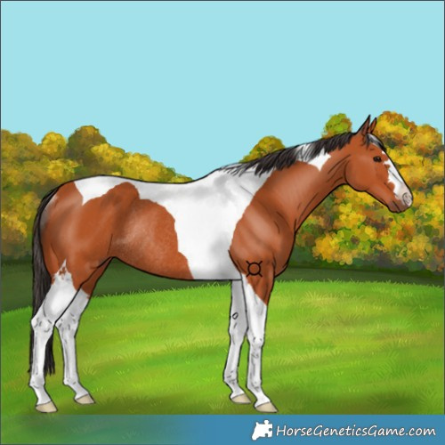 Horse Color:Bay Tobiano Rabicano 
