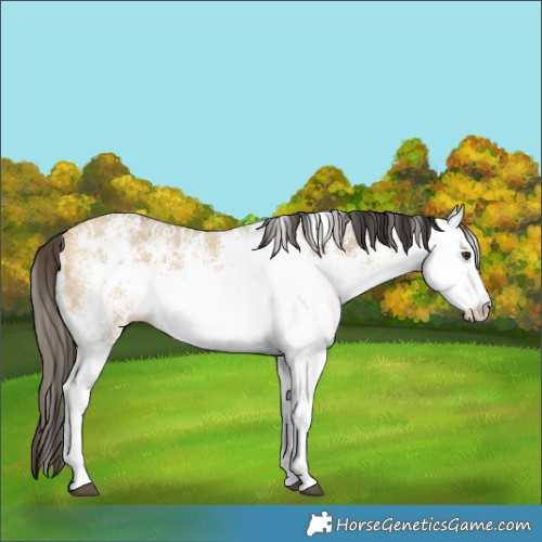 Horse Color:White Spotted Buckskin Ice Dun Rabicano