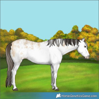 Horse Color:White Spotted Buckskin Ice Dun Rabicano 