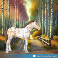 Horse Color:Amber Cream Champagne Tobiano Appaloosa 