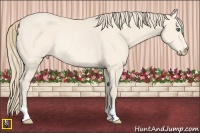 Horse Color:Perlino Rabicano