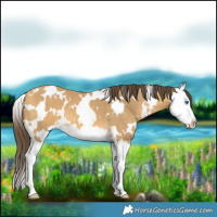 Horse Color:White Spotted Sable Cream Champagne Splash 