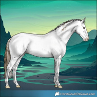 Horse Color:White Spotted Buckskin Appaloosa 