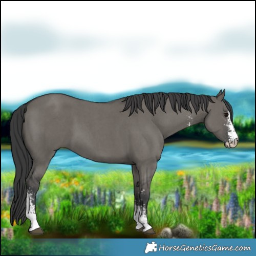 Horse Color:Grullo Sabino 