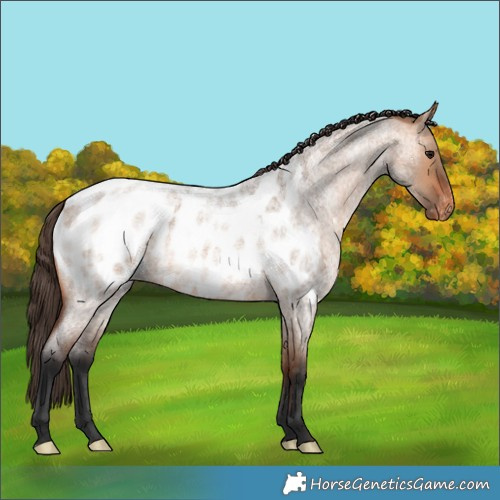 Horse Color:Bay Roan Dun Blanket 