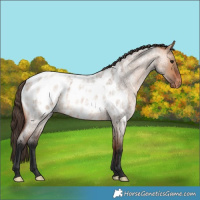 Horse Color:Bay Roan Dun Appaloosa