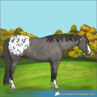 Horse Color:Grullo Appaloosa 