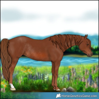 Horse Color:Chestnut Rabicano