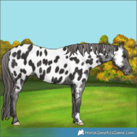 Horse Color:Liver Chestnut Appaloosa 