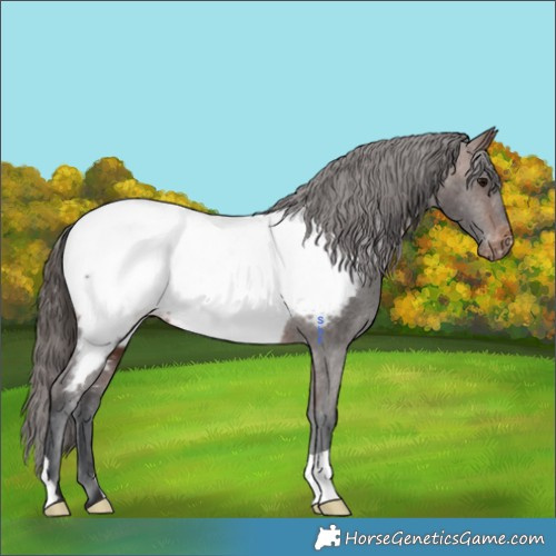 Horse Color:Brown Appaloosa 