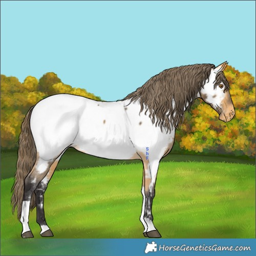 Horse Color:Buckskin Tobiano Appaloosa 