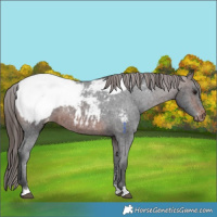 Horse Color:Brown Appaloosa
