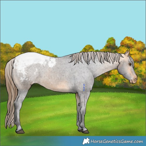Horse Color:Buckskin Appaloosa 