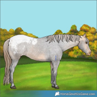 Horse Color:Buckskin Snowcap 