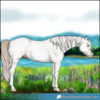 Horse Color:White Spotted Chocolate Palomino Splash 