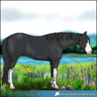 Horse Color:White Spotted Black