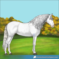 Horse Color:Chocolate Palomino Sabino Near Fewspot 
