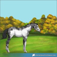Horse Color:Black Sabino Frame 