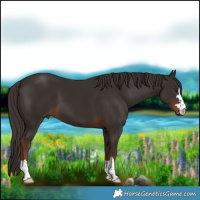 Horse Color:Liver Chestnut 