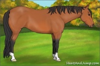 Horse Color:Unknown 