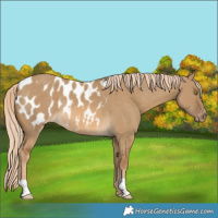 Horse Color:Chocolate Palomino Dun Appaloosa 
