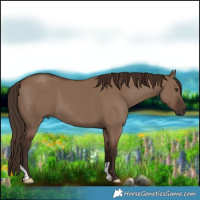 Horse Color:Liver Red Dun