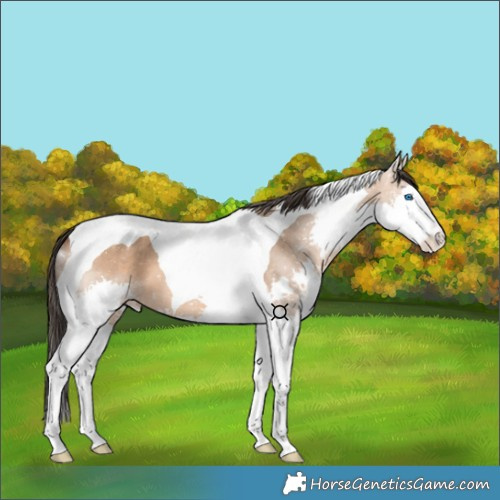 Horse Color:Bay Dun Splash Tobiano 