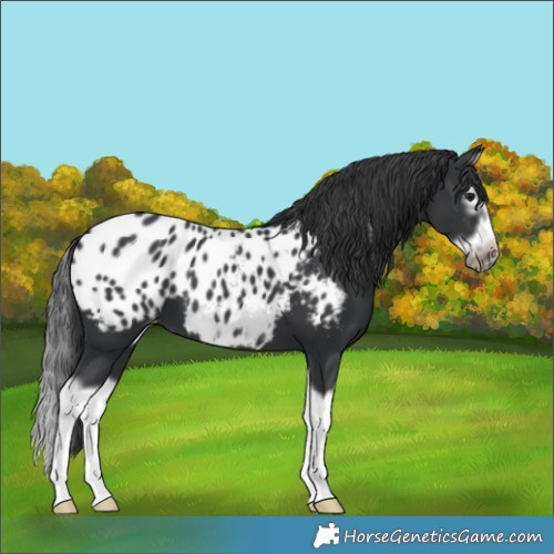 Horse Color:Black Splash Frame Appaloosa 
