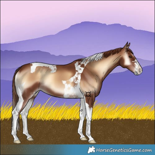 Horse Color:Red Onyx Tobiano 