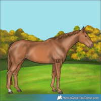 Horse Color:Chestnut 