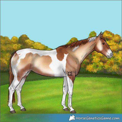 Horse Color:Red Onyx Tobiano Rabicano 