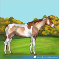Horse Color:Red Onyx Tobiano Rabicano 