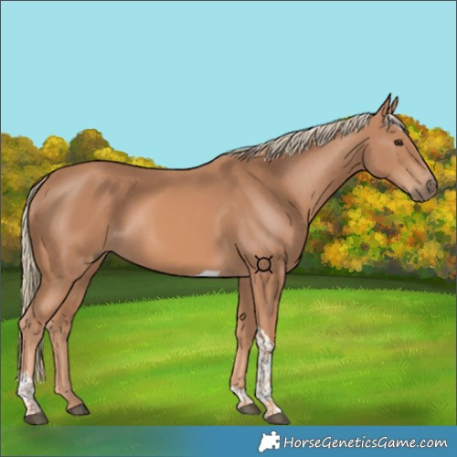 Horse Color:Chestnut Mushroom Tobiano 