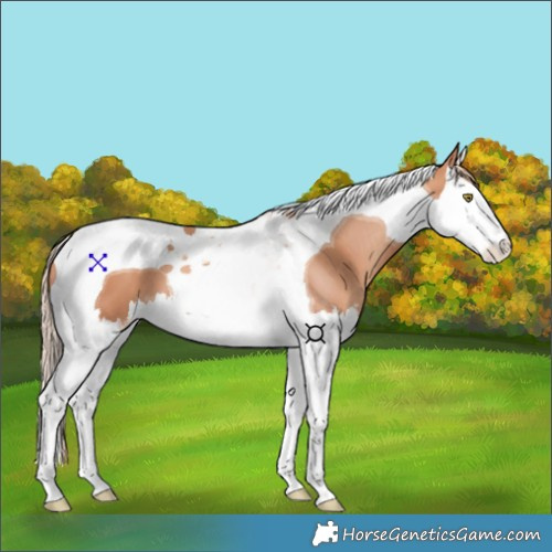 Horse Color:Gold Champagne Splash Tobiano