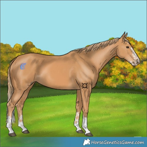 Horse Color:Chestnut Splash 