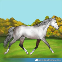 Horse Color:Gray Bay