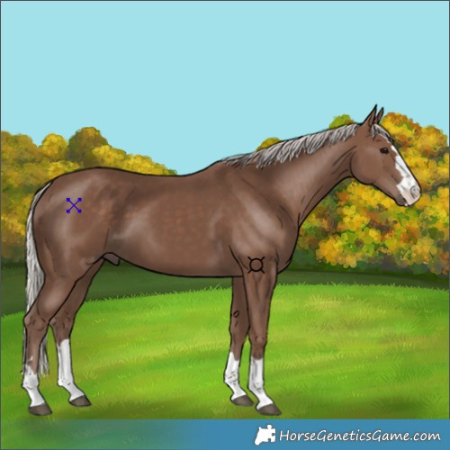 Horse Color:Silver Black 