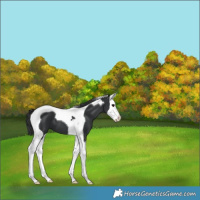 Horse Color:Black Splash Tobiano 