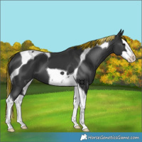 Horse Color:Painted Black Splash Tobiano 