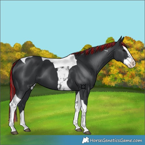 Horse Color:Painted Black Splash Tobiano 